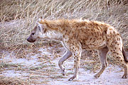 Picture 'KT1_37_10 Hyena, Tanzania, Serengeti'